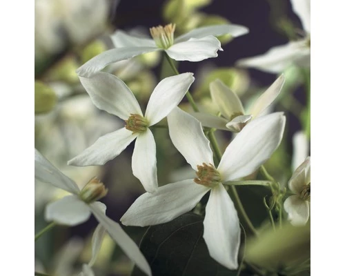 FLORASELF Klimplant Clematis Armandii 2,3 L 53-70 Cm Wit 3 FLORASELF Klimplant Clematis Armandii 2,3 L 53-70 Cm Wit