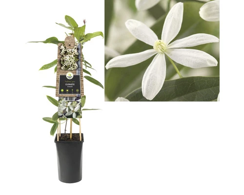 FLORASELF Klimplant Clematis Armandii 2,3 L 53-70 Cm Wit 4 FLORASELF Klimplant Clematis Armandii 2,3 L 53-70 Cm Wit - Afbeelding 2