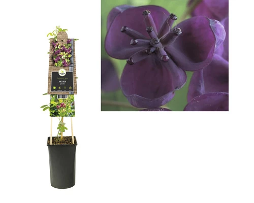 FLORASELF® Chocoladewingerd Akebia 'quinata' Potmaat Ø16 Cm 4 FLORASELF® Chocoladewingerd Akebia 'quinata' Potmaat Ø16 Cm - Afbeelding 2