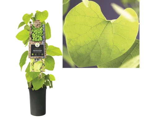 FLORASELF® Duitse Pijp Aristolochia 'durior Macropylla' Potmaat Ø16 Cm 4 FLORASELF® Duitse Pijp Aristolochia 'durior Macropylla' Potmaat Ø16 Cm - Afbeelding 2