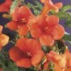 FLORASELF Klimplant Campsis Radicans 2,3 L 53-70 Cm Rood -FLORASELF Verkoop DV 8 3897942 01 4c DE 20210329094759