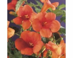 FLORASELF Klimplant Campsis Radicans 2,3 L 53-70 Cm Rood