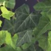 FLORASELF Klimplant Hedera Hibernica C2