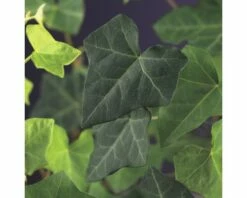 FLORASELF Klimop Hedera Hibernica Potmaat Ø 23 Cm H 190 Cm
