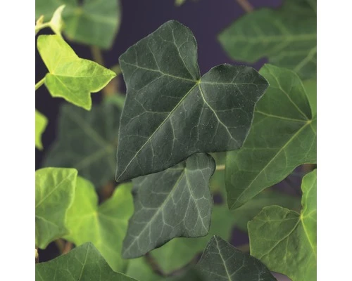 FLORASELF Klimop Hedera Hibernica Potmaat Ø 17 Cm H 70 Cm 4 Stuks 4 FLORASELF Klimop Hedera Hibernica Potmaat Ø 17 Cm H 70 Cm 4 Stuks - Afbeelding 2