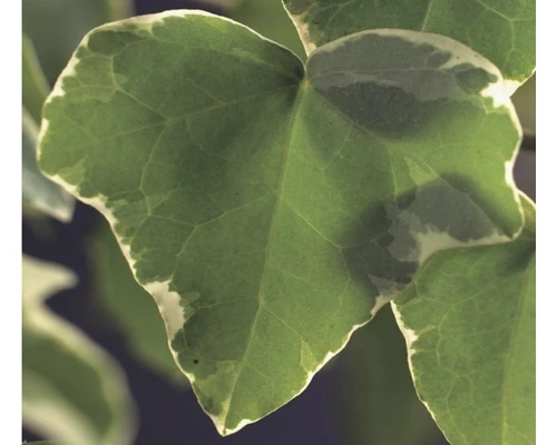 FLORASELF® Klimop Hedera 'h. Glacier' Potmaat Ø16 Cm 3 FLORASELF® Klimop Hedera 'h. Glacier' Potmaat Ø16 Cm