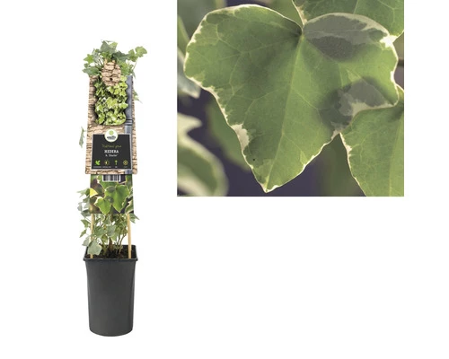 FLORASELF® Klimop Hedera 'h. Glacier' Potmaat Ø16 Cm 4 FLORASELF® Klimop Hedera 'h. Glacier' Potmaat Ø16 Cm - Afbeelding 2