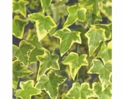 FLORASELF Klimplant Hedera H. Goldchild 2,3 L 53-70 Cm