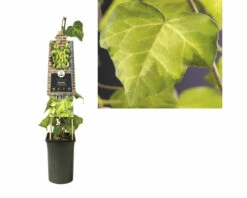 FLORASELF® Klimop Hedera' C. Sulphur Heart' Potmaat Ø16 Cm -FLORASELF Verkoop DV 8 3897950 03 4c DE 20230228234651