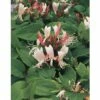 FLORASELF® Klimplant Lonicera J. Red World 2,3 L 53-70 Cm Rood 2 FLORASELF® Klimplant Lonicera J. Red World 2,3 L 53-70 Cm Rood -FLORASELF Verkoop DV 8 3897958 01 4c DE 20210329094759