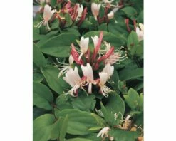 FLORASELF® Klimplant Lonicera J. Red World 2,3 L 53-70 Cm Rood