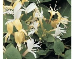 FLORASELF® Kamperfoelie Lonicera 'j. Halls Prolific' Potmaat Ø16 Cm