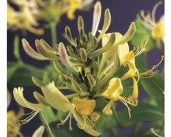 FLORASELF® Kamperfoelie Lonicera 'periclymenum' Potmaat Ø16 Cm