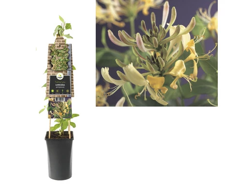 FLORASELF® Kamperfoelie Lonicera 'periclymenum' Potmaat Ø16 Cm 4 FLORASELF® Kamperfoelie Lonicera 'periclymenum' Potmaat Ø16 Cm - Afbeelding 2