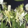 FLORASELF® Kamperfoelie Lonicera 'per. Belgica Select' Potmaat Ø16 Cm -FLORASELF Verkoop DV 8 3897963 02 4c DE 20210329094759