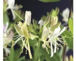 FLORASELF® Kamperfoelie Lonicera 'per. Belgica Select' Potmaat Ø16 Cm