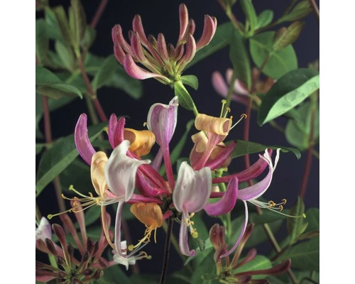 FLORASELF Klimplant Lonicera Per. Serotina 2,3 L 53-70 Cm Rood 3 FLORASELF Klimplant Lonicera Per. Serotina 2,3 L 53-70 Cm Rood