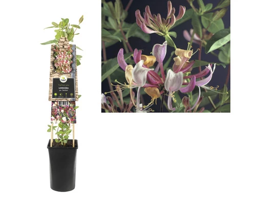FLORASELF Klimplant Lonicera Per. Serotina 2,3 L 53-70 Cm Rood 4 FLORASELF Klimplant Lonicera Per. Serotina 2,3 L 53-70 Cm Rood - Afbeelding 2