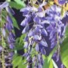 FLORASELF Klimplant Wisteria Sinensis 2,3 L 53-70 Cm Blauw