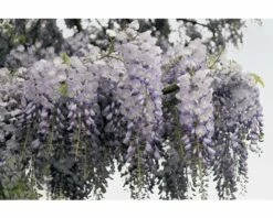FLORASELF Klimplant Wisteria Sinensis 2,3 L 53-70 Cm Blauw -FLORASELF Verkoop DV 8 3897970 Stimmung 01 20210625091656