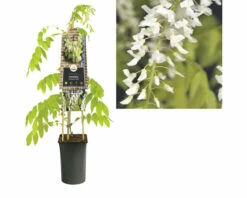 FLORASELF® Klimplant Wisteria Floribunda Alba 2,3 L 53-70 Cm Wit -FLORASELF Verkoop DV 8 3897972 03 4c DE 20230301051652