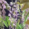 FLORASELF Klimplant Wisteria Floribunda Rosea 2,3 L 53-70 Cm Roze -FLORASELF Verkoop DV 8 3897973 01 4c DE 20210625091656