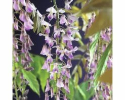 FLORASELF Klimplant Wisteria Floribunda Rosea 2,3 L 53-70 Cm Roze