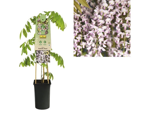 FLORASELF Klimplant Wisteria Floribunda Rosea 2,3 L 53-70 Cm Roze 4 FLORASELF Klimplant Wisteria Floribunda Rosea 2,3 L 53-70 Cm Roze - Afbeelding 2