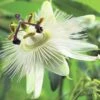 FLORASELF® Passiebloem Passiflora 'constance Elliott' Potmaat Ø16 Cm -FLORASELF Verkoop DV 8 3897979 02 4c DE 20210329094659