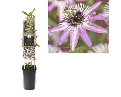FLORASELF Klimplant Passiflora Victoria 2,3 L 53-70 Cm Lila 4 FLORASELF Klimplant Passiflora Victoria 2,3 L 53-70 Cm Lila - Afbeelding 2
