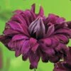 FLORASELF® Bosrank Clematis 'vit. Purp.p. Eleg' Potmaat Ø16 Cm -FLORASELF Verkoop DV 8 3897988 02 4c DE 20210329094659