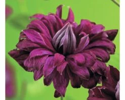 FLORASELF® Bosrank Clematis 'vit. Purp.p. Eleg' Potmaat Ø16 Cm