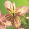 FLORASELF® Bosrank Clematis 'mont. Marjorie' Potmaat Ø16 Cm -FLORASELF Verkoop DV 8 3897999 02 4c DE 20210329094659