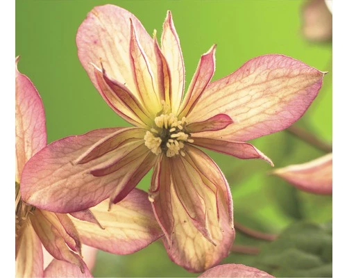 FLORASELF® Bosrank Clematis 'mont. Marjorie' Potmaat Ø16 Cm 3 FLORASELF® Bosrank Clematis 'mont. Marjorie' Potmaat Ø16 Cm