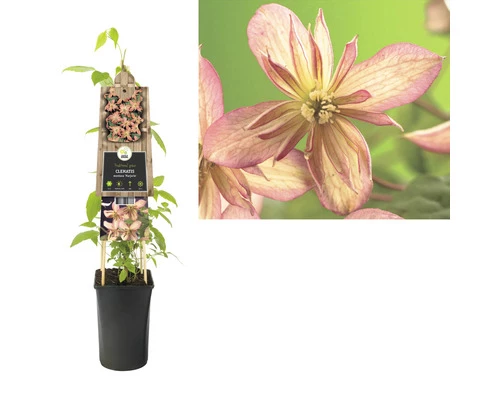 FLORASELF® Bosrank Clematis 'mont. Marjorie' Potmaat Ø16 Cm 4 FLORASELF® Bosrank Clematis 'mont. Marjorie' Potmaat Ø16 Cm - Afbeelding 2
