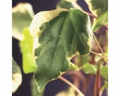 FLORASELF Klimplant Hedera Gloire De Marengo 2,3 L 53-70 Cm