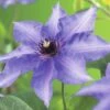 FLORASELF® Bosrank Clematis 'königskind' Blauw Potmaat Ø16 Cm -FLORASELF Verkoop DV 8 3898024 03 4c DE 20210329094659