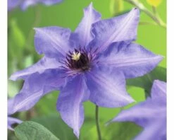 FLORASELF® Bosrank Clematis 'königskind' Blauw Potmaat Ø16 Cm