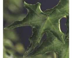 FLORASELF® Klimop Hedera 'h. Ivalace' Potmaat Ø16 Cm