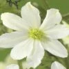 FLORASELF® Bosrank Clematis 'early Sensation' Potmaat Ø16 Cm 2 FLORASELF® Bosrank Clematis 'early Sensation' Potmaat Ø16 Cm -FLORASELF Verkoop DV 8 3898053 02 4c DE 20190115174755