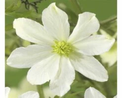 FLORASELF® Bosrank Clematis 'early Sensation' Potmaat Ø16 Cm