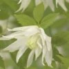 FLORASELF Bosrank Clematis Alpina 'Albina Plena' Potmaat Ø 16.0 Cm H 50-70 Cm -FLORASELF Verkoop DV 8 3898060 02 4c DE 20210329094659