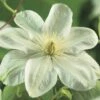 FLORASELF® Bosrank Clematis 'guernsey Cream' Potmaat Ø16 Cm -FLORASELF Verkoop DV 8 3898065 02 4c DE 20210329094659