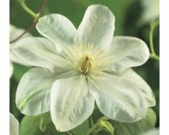 FLORASELF® Bosrank Clematis 'guernsey Cream' Potmaat Ø16 Cm