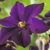 FLORASELF® Bosrank Clematis 'romantika' Potmaat Ø16 Cm -FLORASELF Verkoop DV 8 3898069 02 4c DE 20210329094659