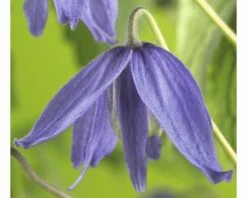 FLORASELF® Bosrank Clematis 'macropetala' Potmaat Ø16 Cm