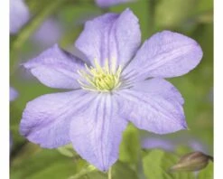 FLORASELF Bosrank Clematis-Cultivars 'Prince Charles' Potmaat Ø 16.0 Cm H 50-70 Cm