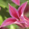FLORASELF® Clematis 'Princess Diana' Ø16 Cm Roze -FLORASELF Verkoop DV 8 3898118 02 4c DE 20210625091656