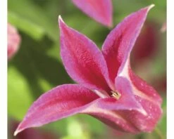 FLORASELF® Clematis 'Princess Diana' Ø16 Cm Roze