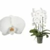 FLORASELF Vlinderorchidee Phalaenopsis Hybride Potmaat Ø 12 Cm H 55-70 Cm 1 FLORASELF Vlinderorchidee Phalaenopsis Hybride Potmaat Ø 12 Cm H 55-70 Cm -FLORASELF Verkoop DV 8 4622944 01 4c DE 20181130051657
